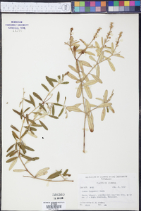Croton fergusonii image