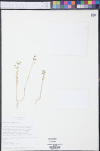 Euphorbia texana image