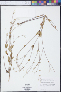 Euphorbia pubentissima image