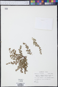 Euphorbia blodgettii image