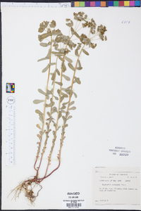 Euphorbia spathulata image