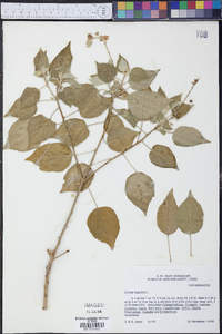 Croton linearis image