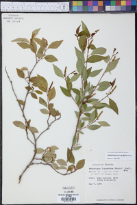 Sebastiania fruticosa image