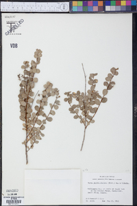 Savia phyllanthoides image