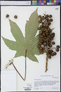 Ricinus communis image