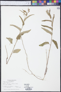 Tragia urticifolia image