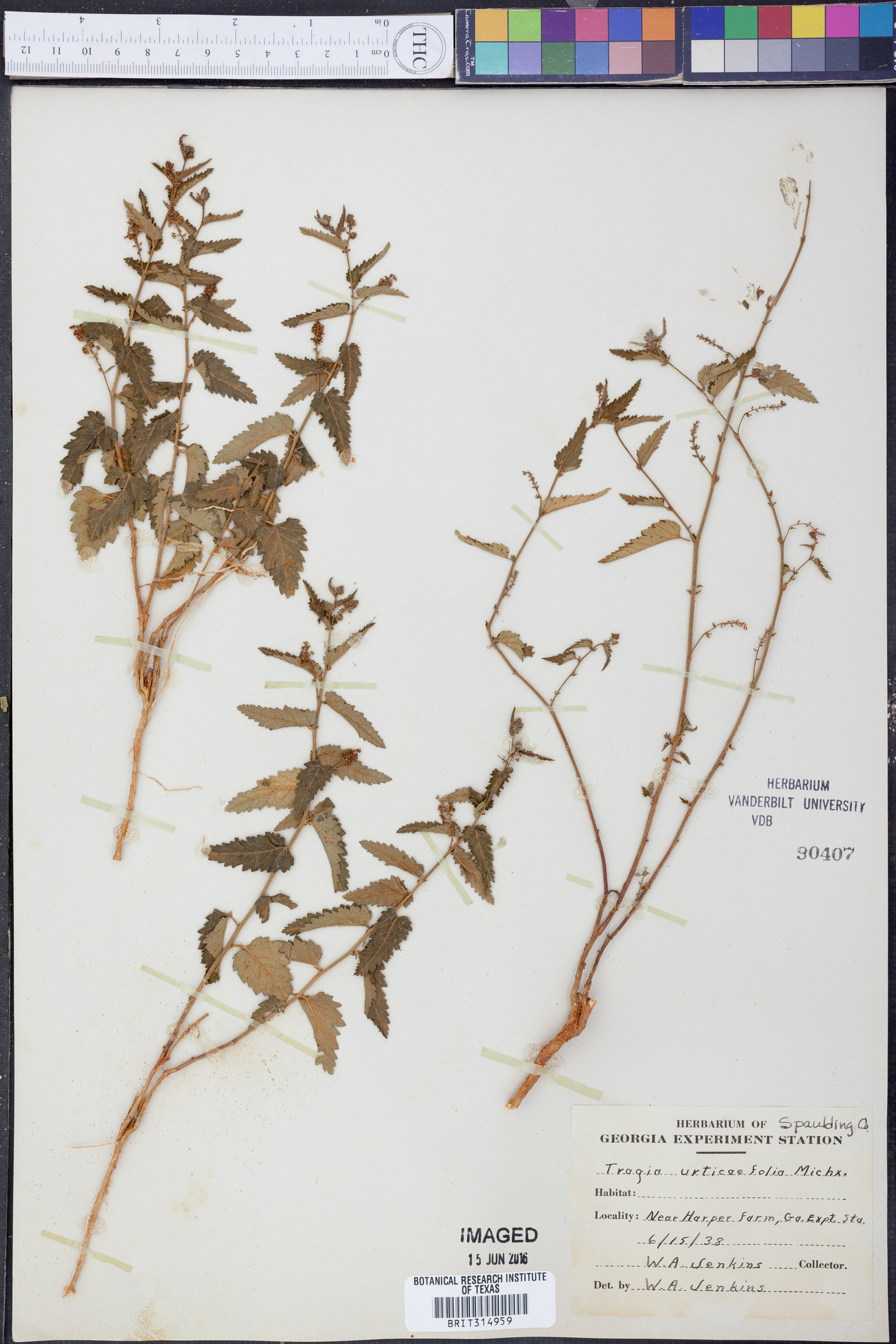 Tragia urticifolia image