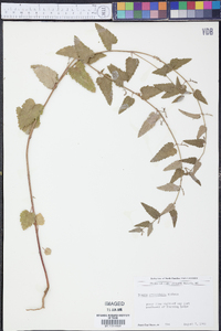 Tragia urticifolia image