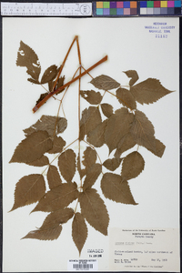 Aruncus dioicus image