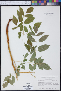 Aruncus dioicus image