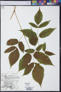 Aruncus dioicus image