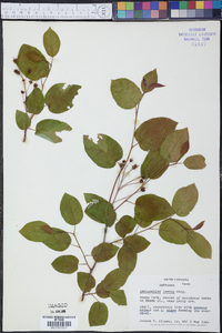 Amelanchier laevis image