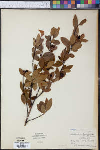 Amelanchier bartramiana image