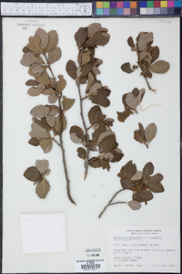 Cercocarpus montanus var. blancheae image
