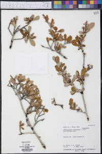 Cercocarpus montanus x ledifolius image