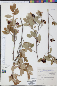 Amelanchier stolonifera image