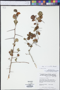 Crataegus uniflora image