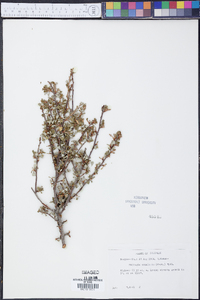Image of Fallugia acuminata