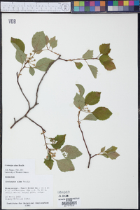 Crataegus alma image