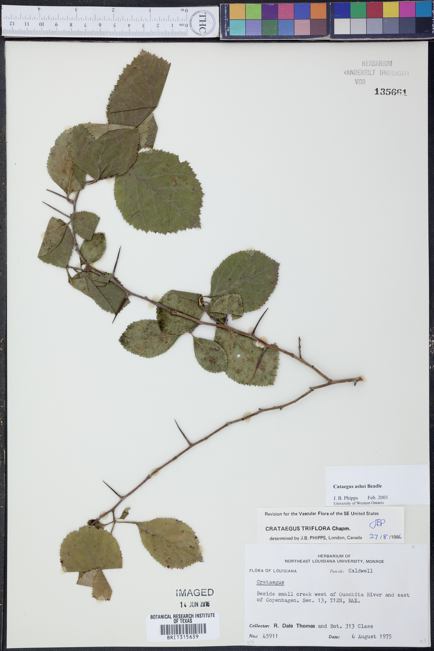 Crataegus ashei image