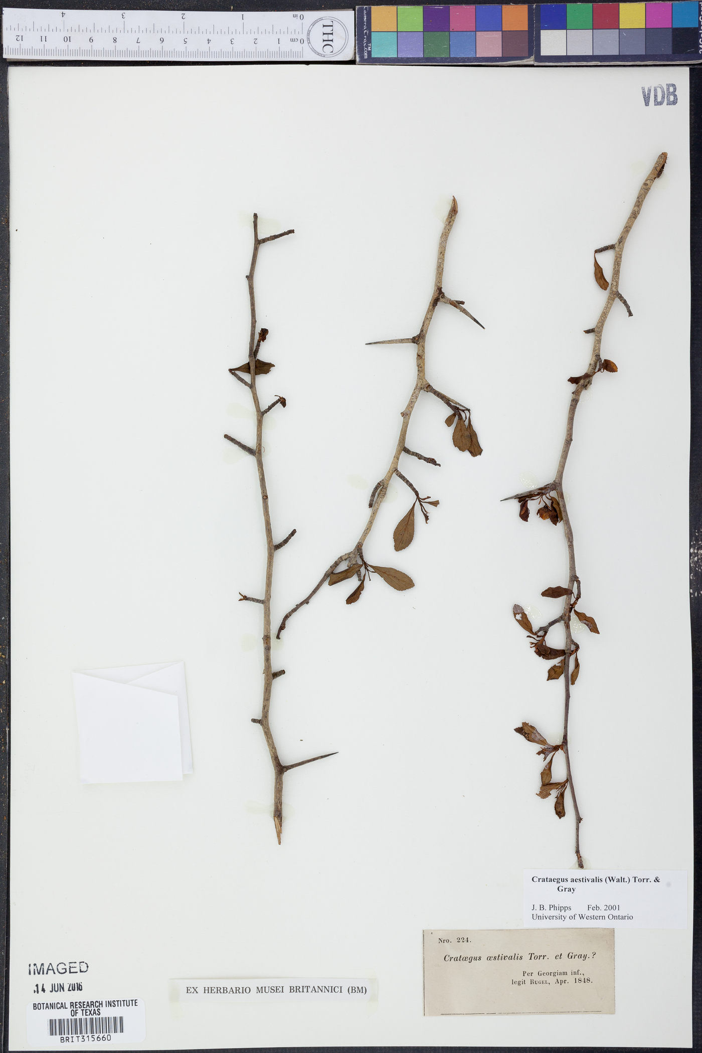 Crataegus aestivalis image