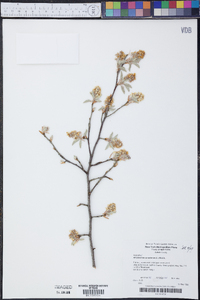 Amelanchier canadensis image