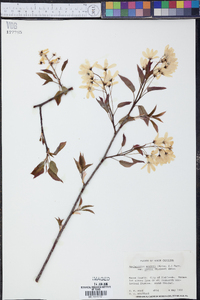 Amelanchier arborea var. laevis image