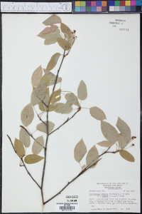 Amelanchier arborea var. laevis image