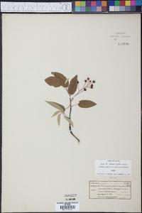 Amelanchier alabamensis image