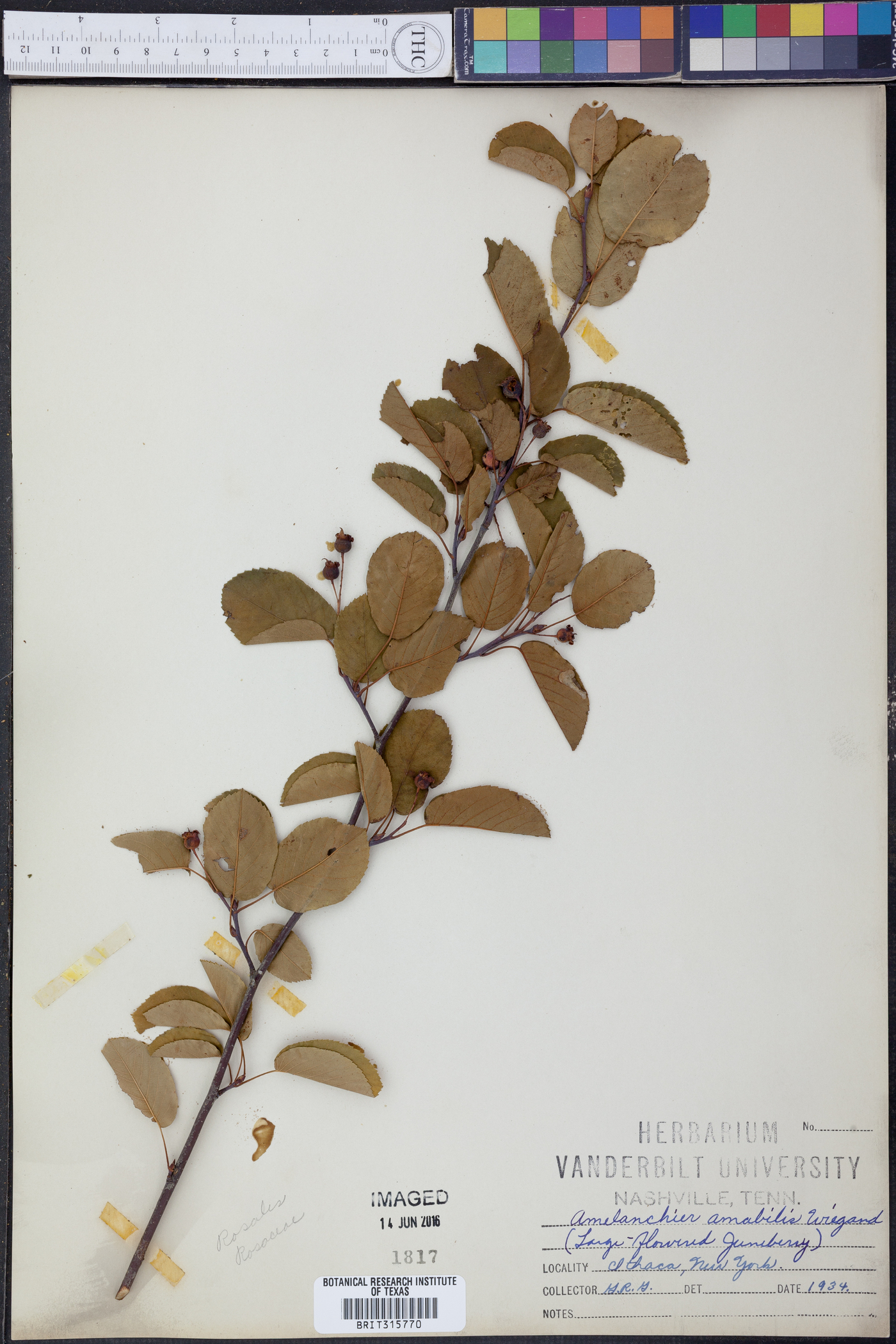 Amelanchier amabilis image