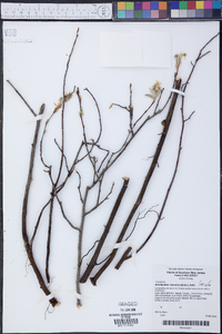 Amelanchier obovalis image