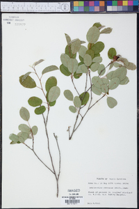 Amelanchier obovalis image