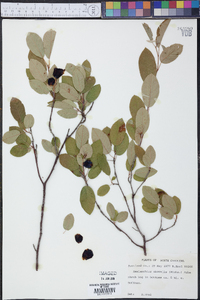 Amelanchier obovalis image