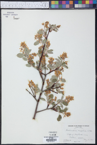 Amelanchier utahensis var. utahensis image