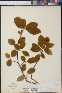 Amelanchier sanguinea image