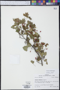 Crataegus marshallii image