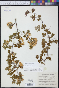 Crataegus marshallii image