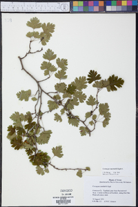 Crataegus marshallii image