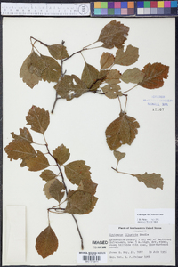 Crataegus opima image