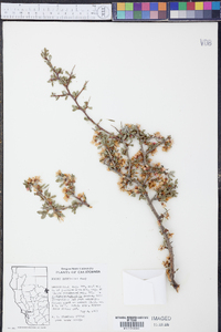 Prunus andersonii image