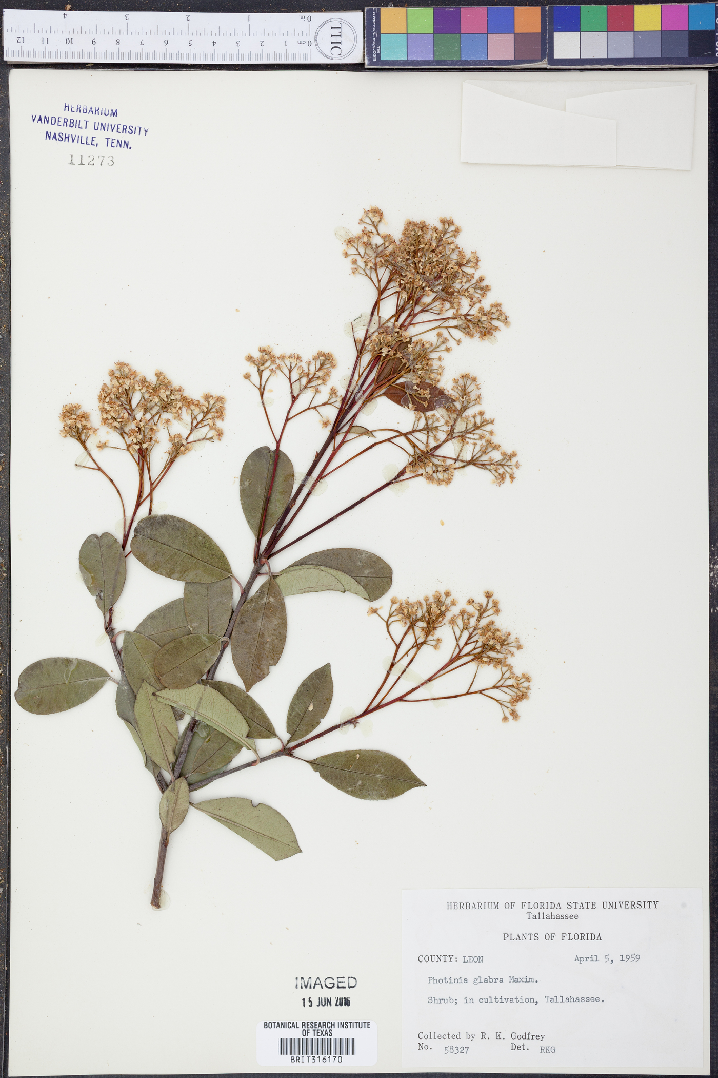 Photinia glabra image