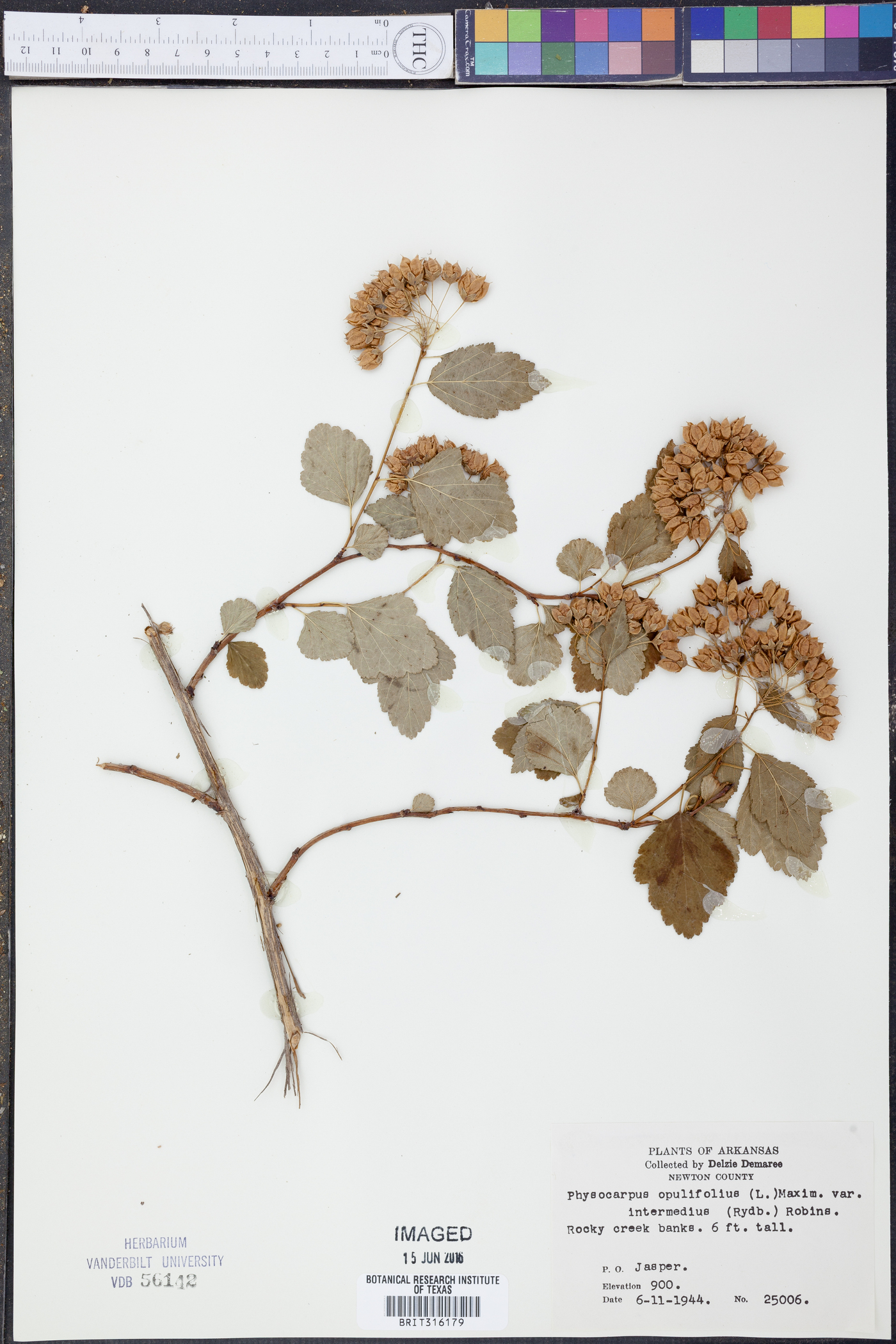 Physocarpus opulifolius var. intermedius image