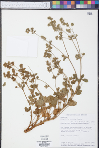 Potentilla biennis image