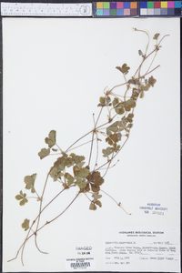 Potentilla canadensis image