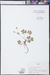 Potentilla canadensis image