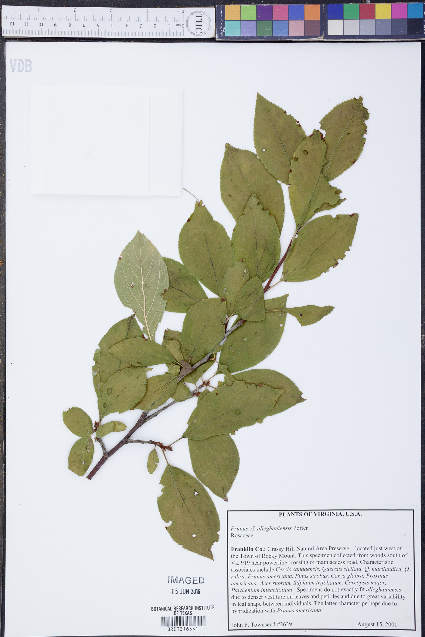 Prunus alleghaniensis image