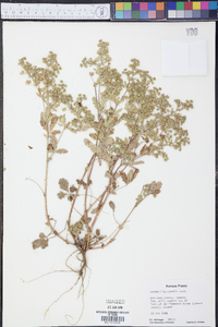 Potentilla rivalis image