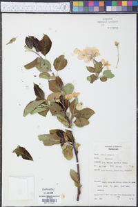 Malus sylvestris image