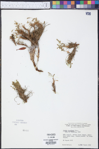 Ivesia shockleyi image