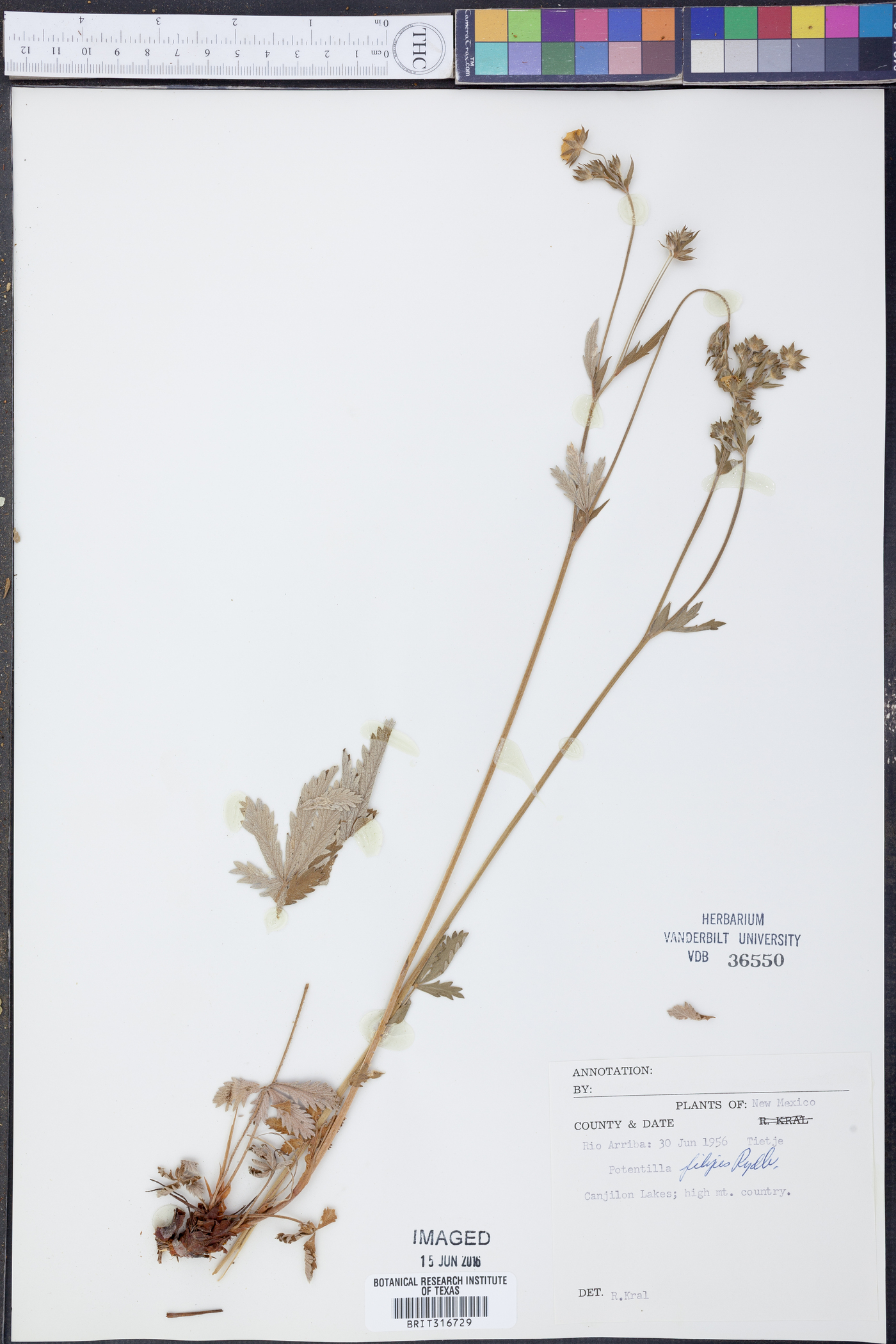 Potentilla filipes image